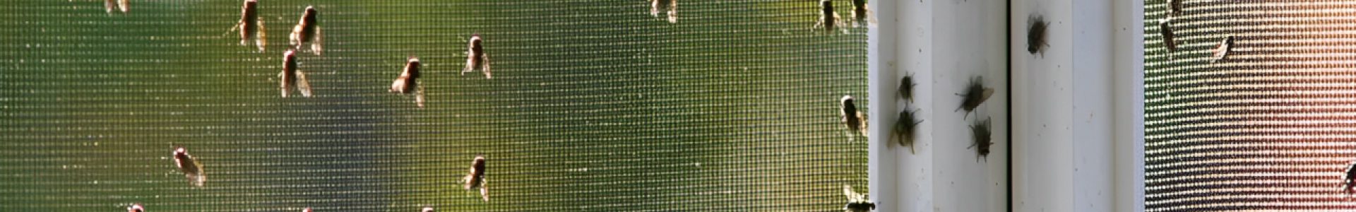 Flies