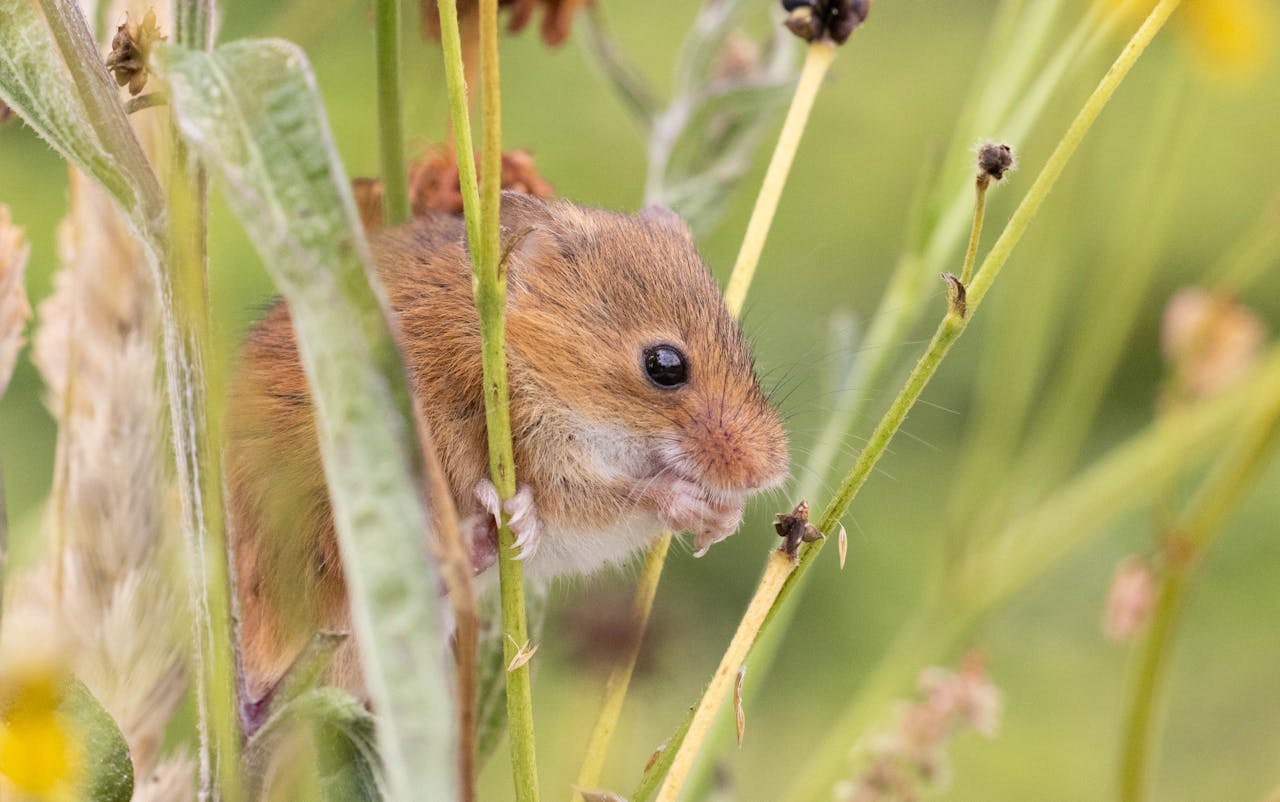 Mouse Control