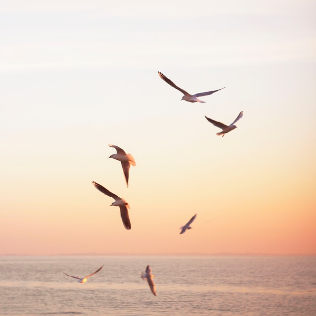Seagulls in the air