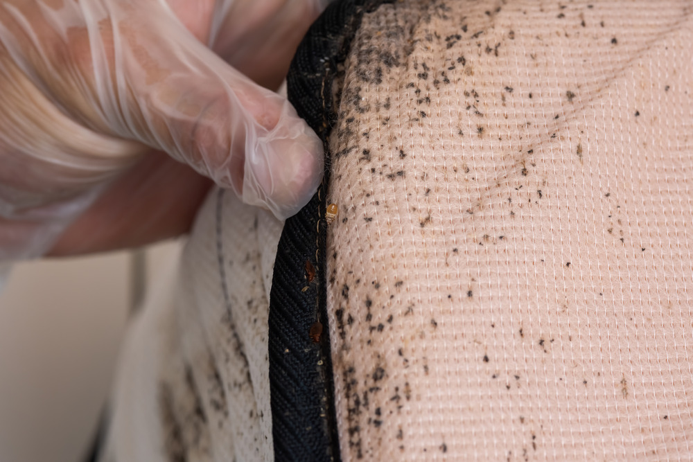 Bed bugs on a mattress
